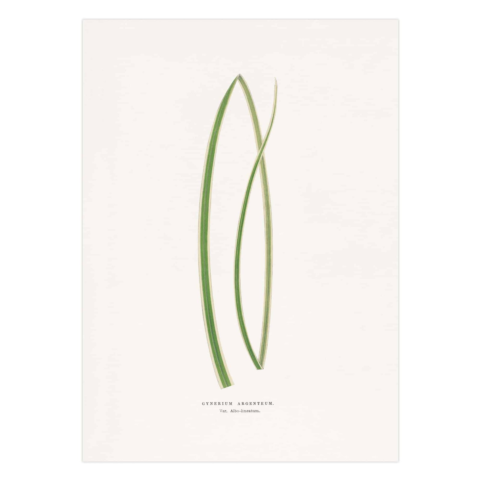 291- paveikslai pirkti - Pampos žolė - Alexander Francis Lydon & Benjamin Fawsett
