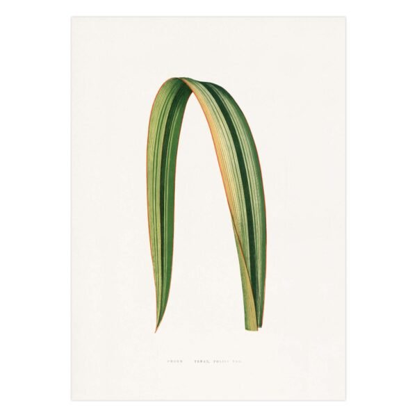 304-paveikslai gamtos tema - Pluoštinio zelandlinio lapas - Alexander Francis Lydon & Benjamin Fawsett