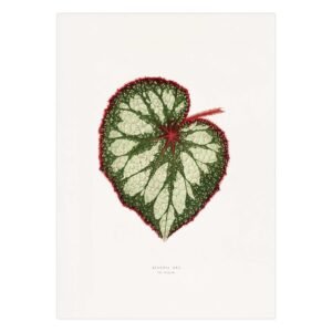 319- populiarus paveikslai - Karališkosios begonijos lapas - Alexander Francis Lydon & Benjamin Fawsett