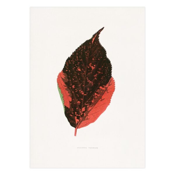 324- reprodukcijos ant drobes - Akalifa tricolor lapas - Alexander Francis Lydon & Benjamin Fawsett