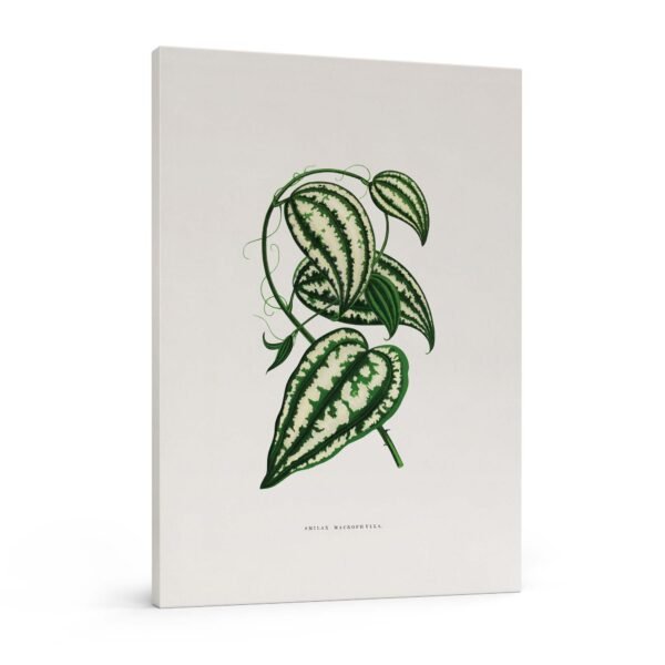 330-nauji paveikslai - Smilax macrophylla lapas - Alexander Francis Lydon & Benjamin Fawsett