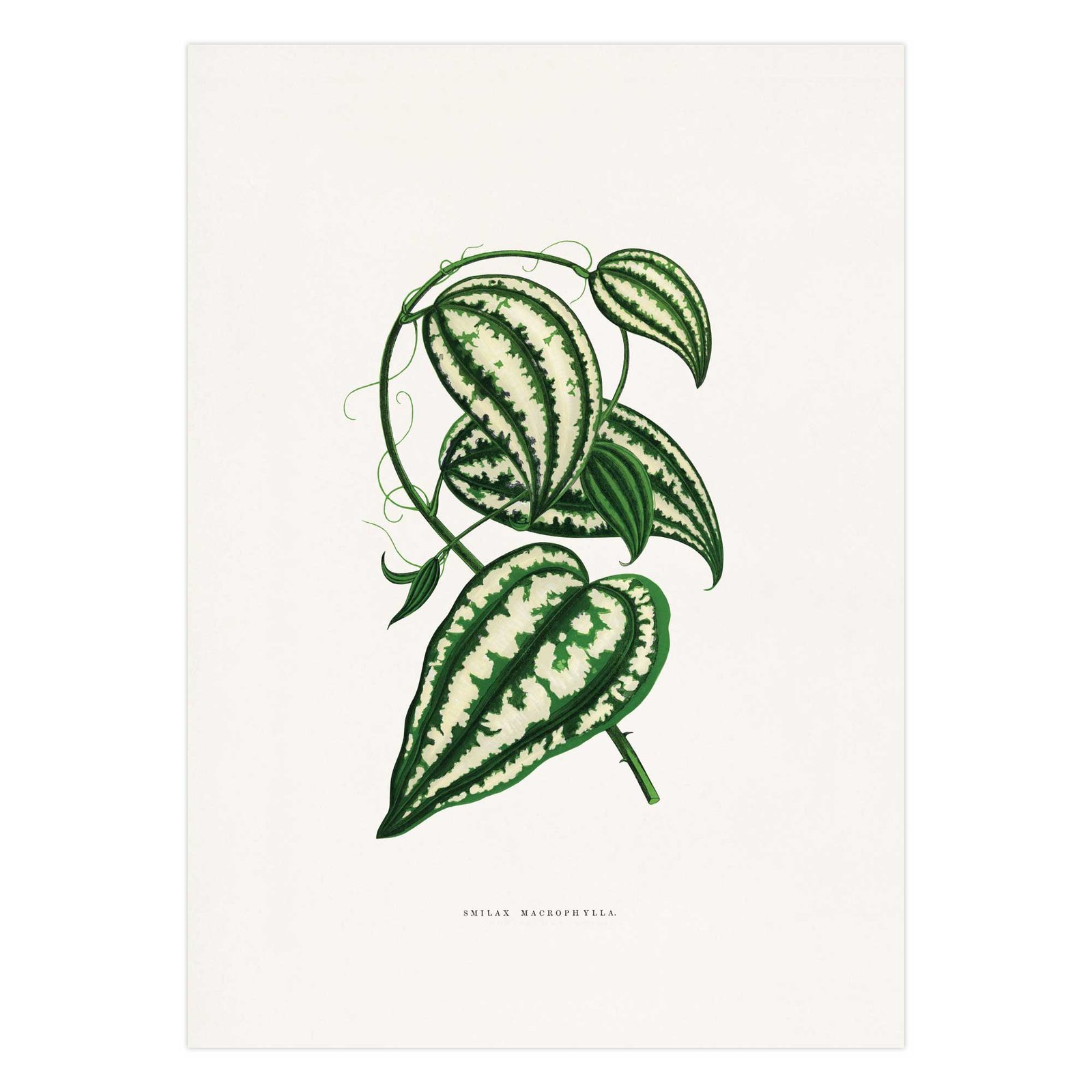 330-paveikslai internetu - Smilax macrophylla lapas - Alexander Francis Lydon & Benjamin Fawsett